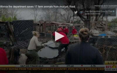 VIDEO: California fire department saves 17 farm animals from mud pit, flood
