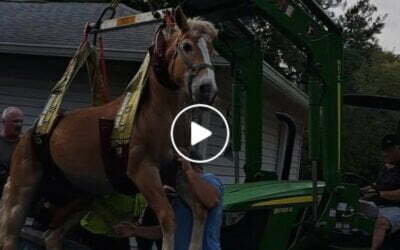 Florida firefighters save horse caught in swimming pool