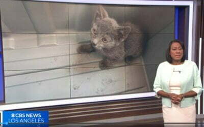 Firefighters in Buena Park rescue kitten that was trapped inside an SUV