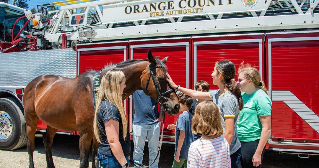 Choco the Therapy Horse Celebrates Retirement with OC Firefighters