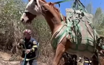 VIDEO: Orange County Firefighters Rescue Elderly Horse With Helicopter