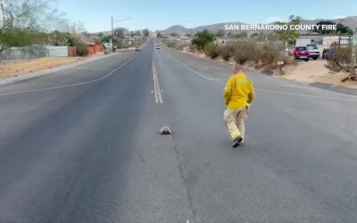 Jaywalking tortoise relocated by San Bernardino County firefighters