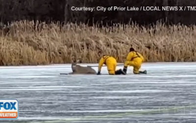 Watch: Deer stuck on frozen lake rescued by firefighters who crawled across icy surface