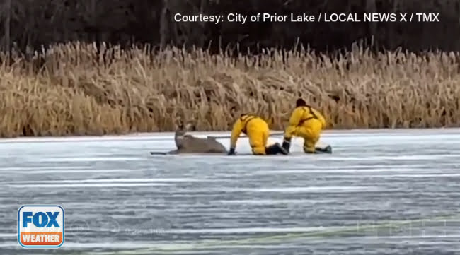 Watch: Deer stuck on frozen lake rescued by firefighters who crawled across icy surface