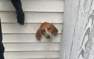 Firefighters rescue dog stuck in dryer vent