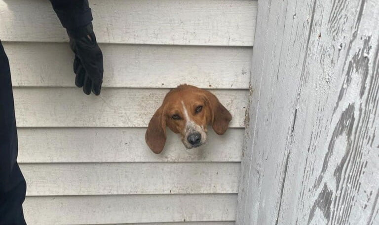 Firefighters rescue dog stuck in dryer vent